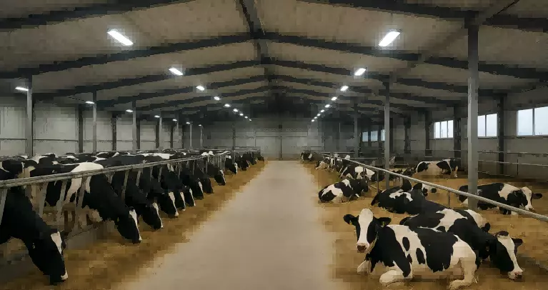  Solution - Cattle Lighting